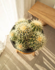 Multi Golden Barrels Large (Echinocactus grusonii) - 300mm wide Pots