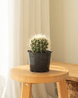 Golden Barrels (Echinocactus grusonii) - 125mm