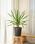 Dracaena Draco (Dragon Tree) - 59 cm
