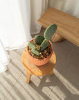 Burbank Cactus - 45 cm