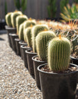 Parodia Leninghausii Cactus - 27 cm