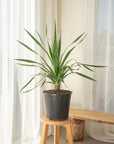 Dracaena Draco (Dragon Tree) - 60 cm