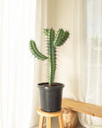 Blue Myrtle-Cactus (Myrtillocactus geometrizans) - 95 cm