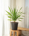 Dracaena Draco (Dragon Tree) - 80 cm