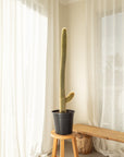 Haageocereus Cactus