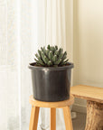 Agave victoriae-reginae (Queen Victoria) - 270mm Pot