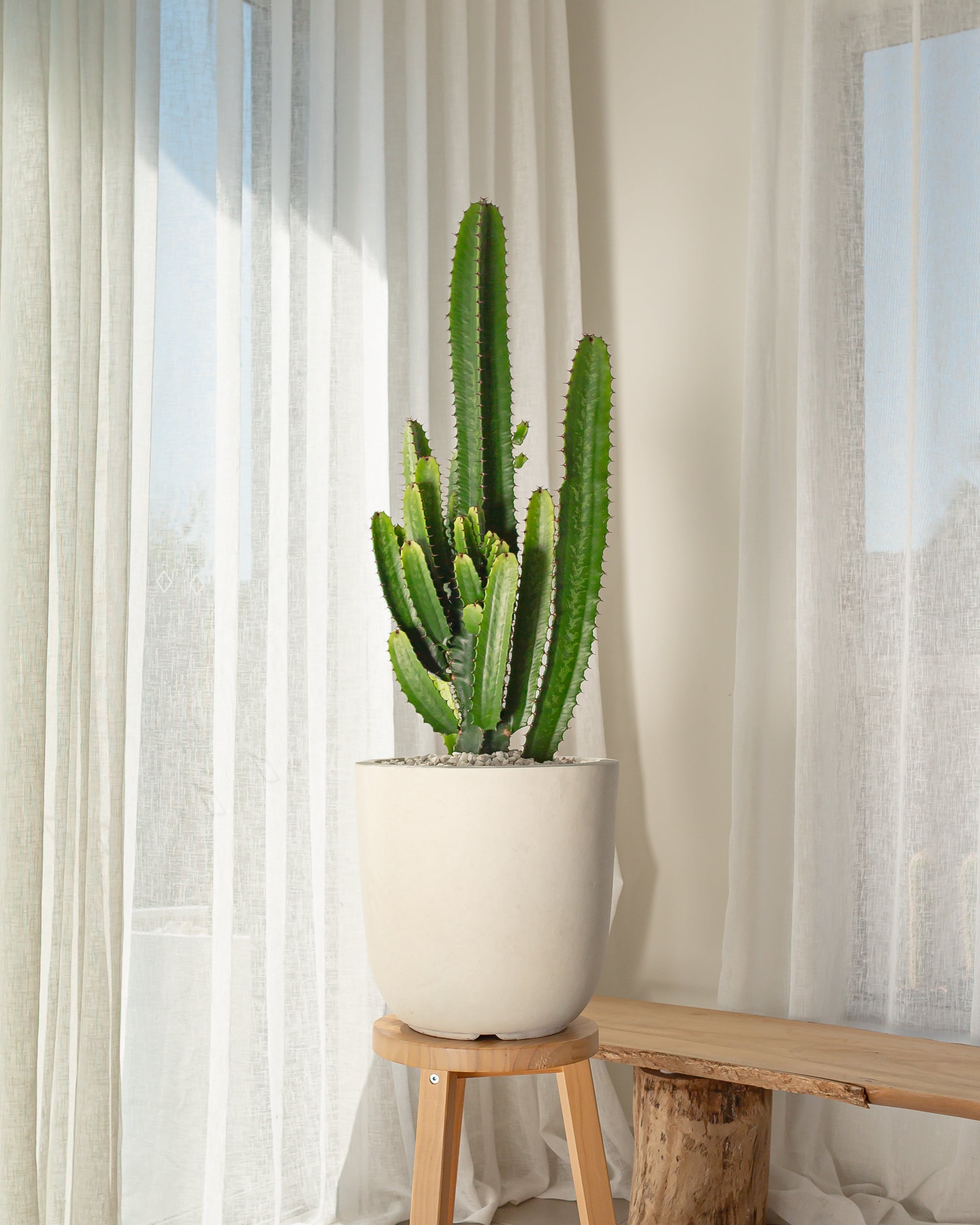 Large Cowboy Cactus (Euphorbia Acrurensis) - 112 cm
