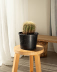 Golden Barrels (Echinocactus grusonii) - 17 cm wide