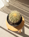 Golden Barrels (Echinocactus grusonii) - 17 cm wide
