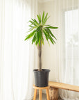 Madagascar Palm - 125 cm