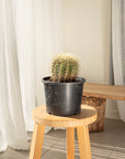 Golden Barrels (Echinocactus grusonii) - 17 cm wide