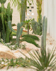Blue Torch (Pilosocereus leucocephalus) - Around 70 cm