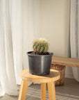 Golden Barrels (Echinocactus grusonii) - 17 cm wide