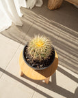 Golden Barrels (Echinocactus grusonii) - 17 cm wide