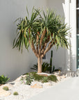 Dracaena Draco (Dragon Tree) - 80 cm