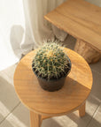Golden Barrels (Echinocactus grusonii) - 125mm