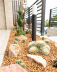 Multi Golden Barrels Large (Echinocactus grusonii) - 300mm wide Pots