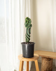 Spiral Cactus (Cereus Forbesii Spiralis) - 58 cm