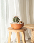 Ferocactus wislizeni (Ferocactus) - 23 cm