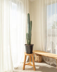 Blue Torch (Pilosocereus leucocephalus) - Around 100 cm