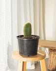 Parodia Leninghausii Cactus - 27 cm