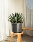 Blue Glow Agave - 35 cm