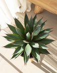 Blue Glow Agave - 35 cm