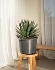 Blue Glow Agave - 35 cm