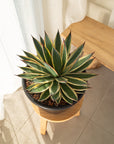 Blue Snow Agave - 300mm wide pot