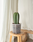 Mexican Fence Post (Lophocereus marginatus) Cactus - 200mm Pot