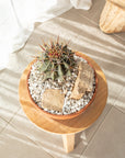 Ferocactus wislizeni (Ferocactus) - 23 cm