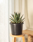 Blue Snow Agave - 300mm wide pot