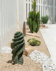 Spiral Cactus (Cereus Forbesii Spiralis) - 58 cm