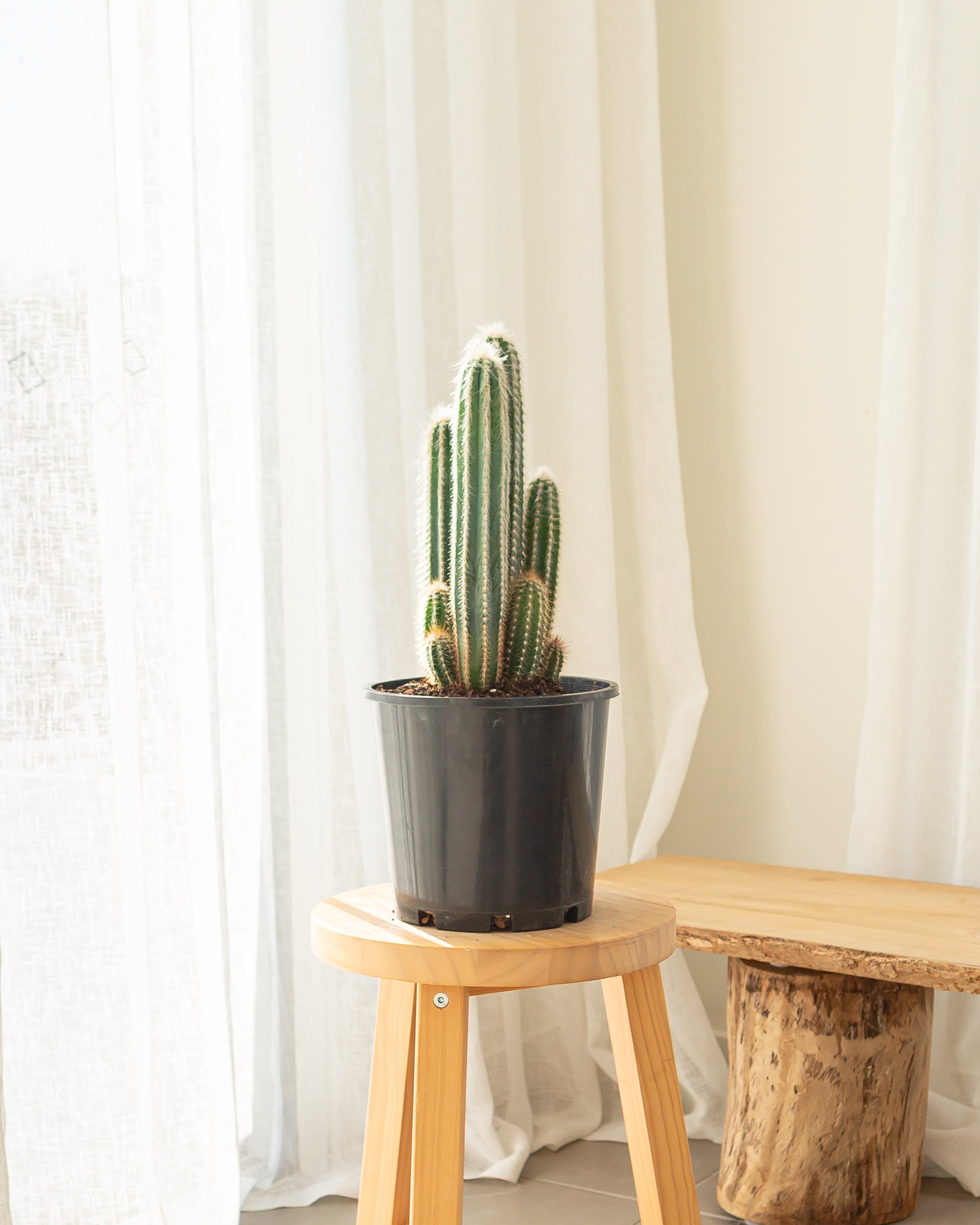 Blue Torch (Pilosocereus pachycladus) -  33 cm