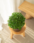 Dichondra repens Emerald Falls - 200mm Pot