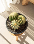 Parodia Magnifica Cactus - 20 cm