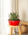 Blue Snow Agave - 170mm wide pot