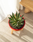 Blue Snow Agave - 170mm wide pot