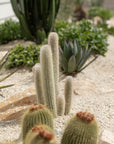 Silver Torch (Cleistocactus strausii) Cactus - 200mm pots