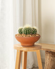 Golden Barrel (Multi) - 24 cm