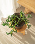 carpobrotus glaucescens (Known as Pig face or Ice plant) - 200mm Pot