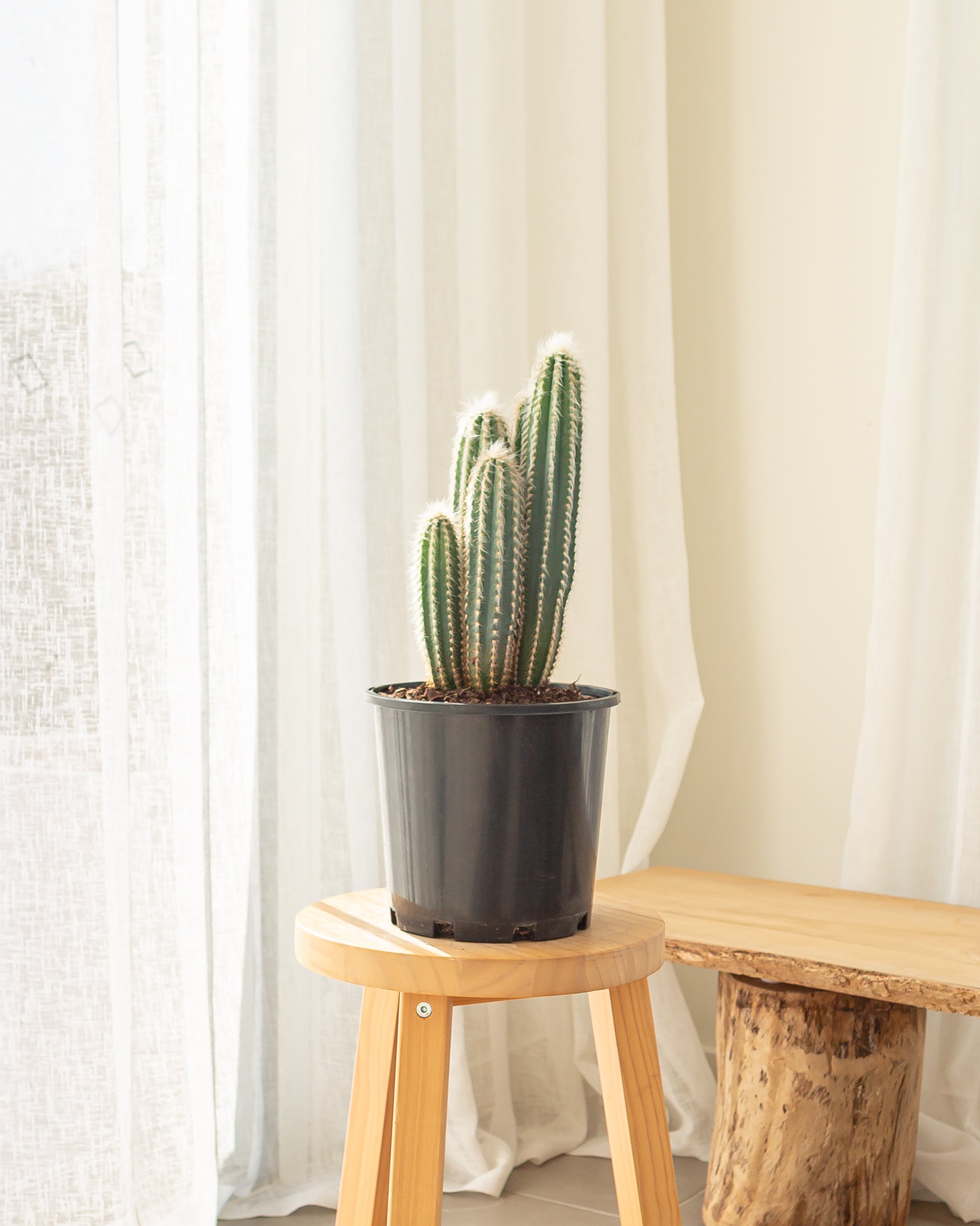 Blue Torch (Pilosocereus pachycladus) -  32 cm