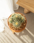 Golden Barrel (Multi) - 24 cm