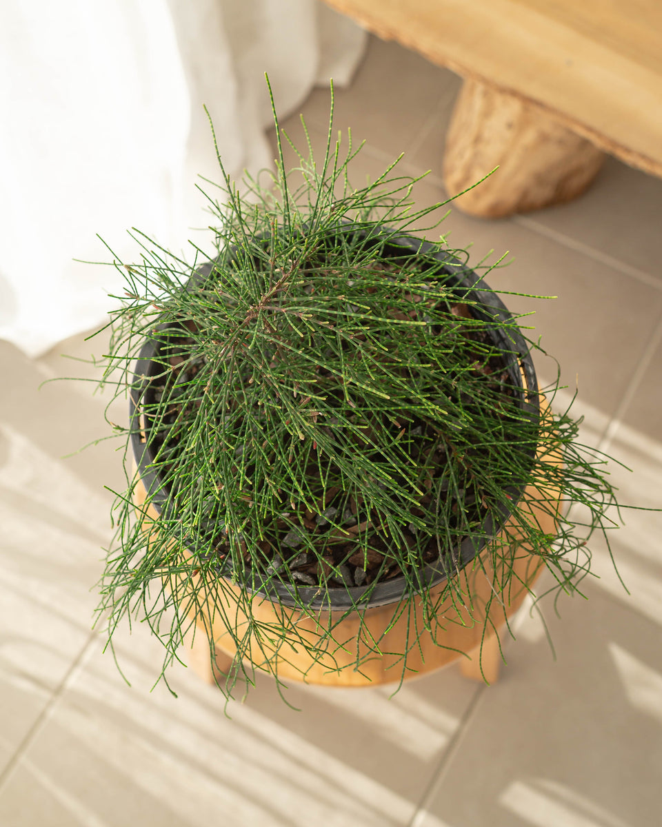 cousin it plant in pot Casuarina plants (Cousin It)