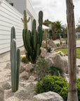 Blue Torch (Pilosocereus leucocephalus) - Around 70 cm - 75 cm