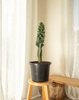 Spiral Cactus (Cereus Forbesii Spiralis) - 75 cm