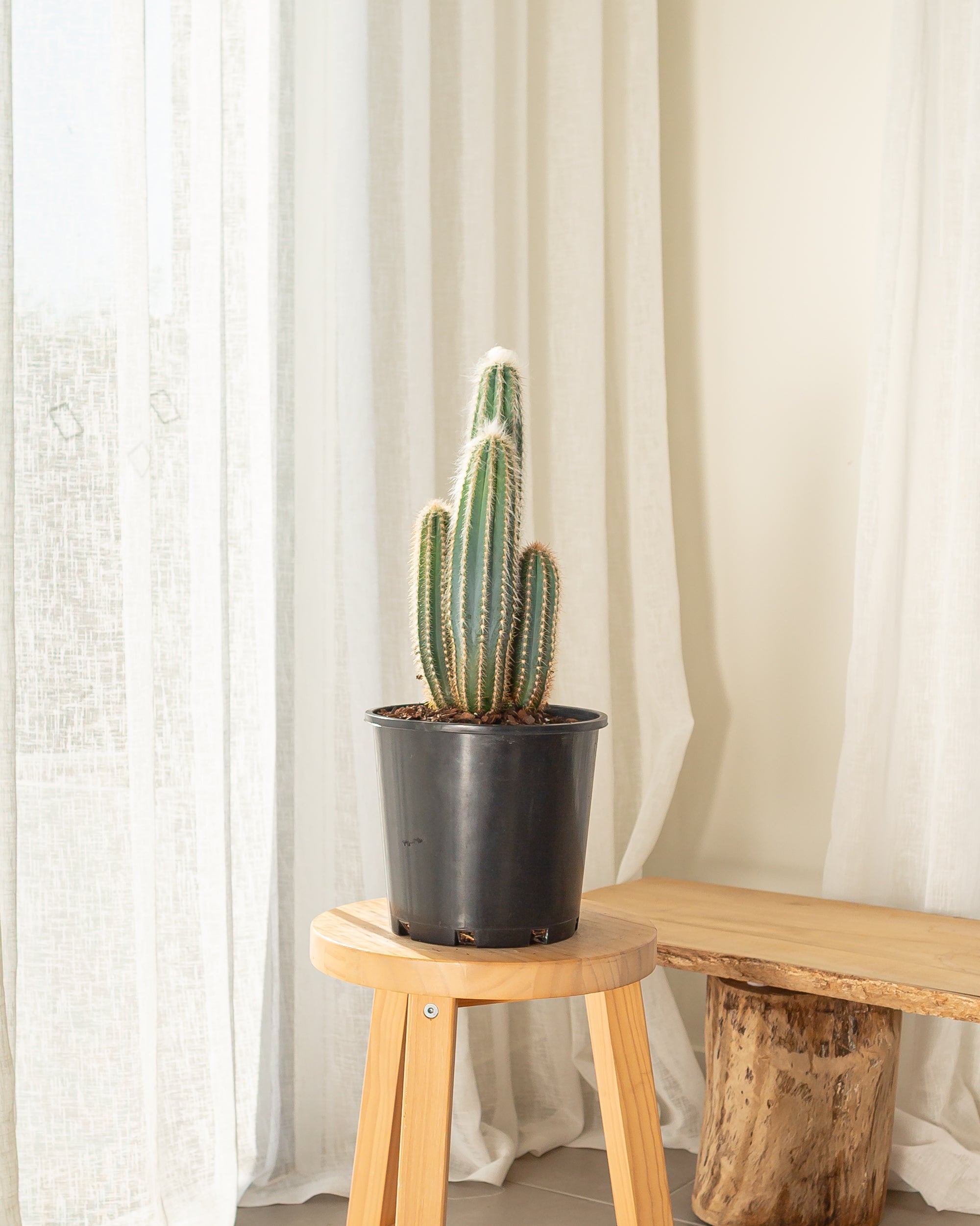 Blue Torch (Pilosocereus pachycladus) -  34 cm