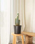 Blue Torch (Pilosocereus pachycladus) - Around 40cm plus
