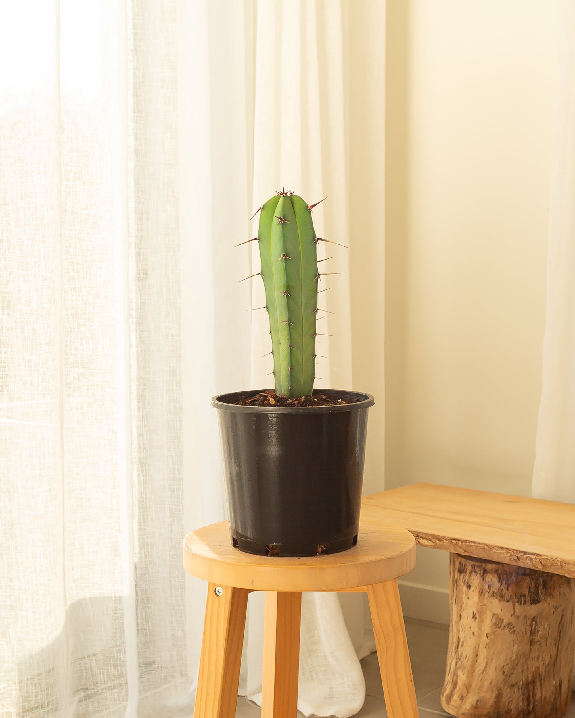 Blue Myrtle-Cactus (Myrtillocactus geometrizans) - 32 cm