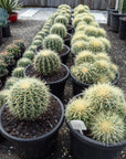 Golden Barrels (Echinocactus grusonii) - 270mm
